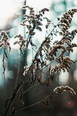 forest plant in the sun
