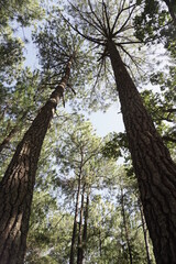 Árboles de 15 metros de altura, cubiertos de naturaleza color verde con cielo azul.