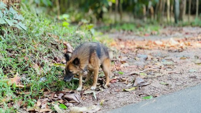 street dog sits down to piss