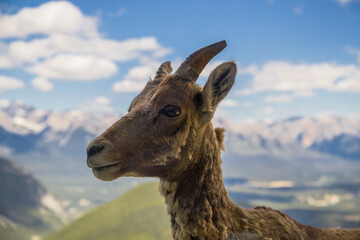 Portrait of a bighorn sheep in the wild life as is.  Female wild ram in the molting period in mountains