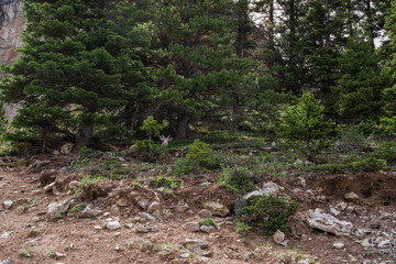 nature mountains background - rocks, plants, flowers. Selective focus