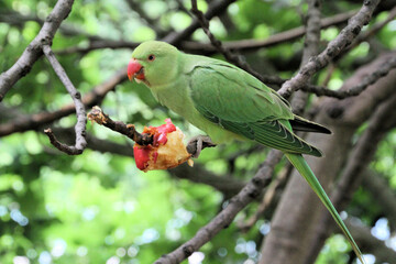 A close up of a Ring Necked Parakeet