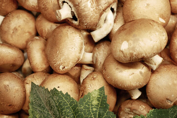 Many fresh shiitake mushrooms close up 