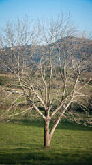 Arbol sin hojas enmedio de pradera en valle