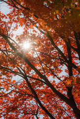 Sun seen through leaves and branches of tree in Autumn.