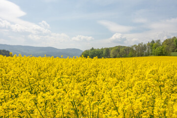 Panoramic agricultural field with oilseed rape. rapeseed is raw material for the production of beet oil and oil added to diesel cars. Canola, colza