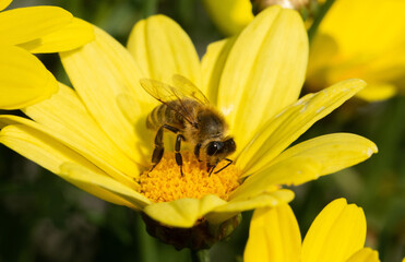 Macro detail of bee pollinating a yellow flower.