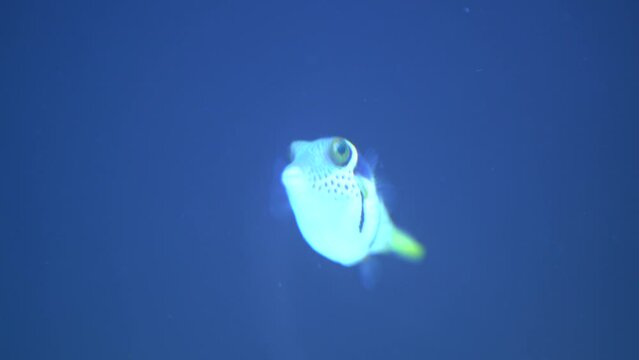 Kleiner Kugelfisch, Carinotetraodon travancoricus im Salzwasser zwischen Korallen beim Schwimmen im Meer