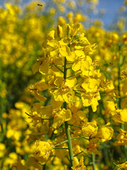 Closeup yellow rapeseed flowers (Brassica napus) with many midges in flight