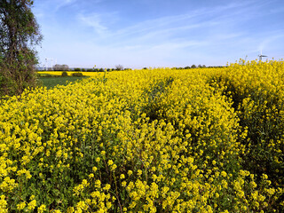 Yellow rapeseed flowers (Brassica napus) and wind turbines in the background