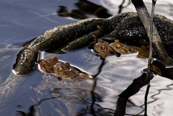 Two pair of European toads (Bufo bufo) in water of pond 