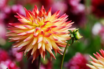 Macro red and yellow dahlia flower with bud in a french garden