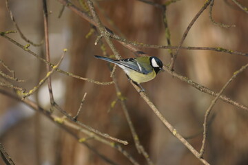 Titmouse in the forest on a branch