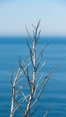 Ramas secas de arbusto junto al mar