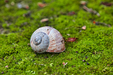 leeres Schneckenhaus