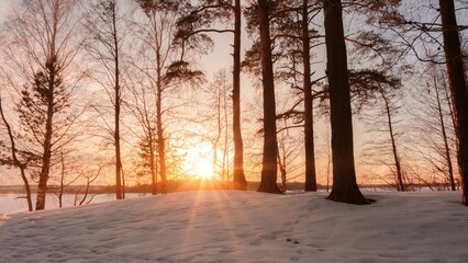 Sunset or sunrise in the winter forest. Camping, walk in winter forest, leisure in winter