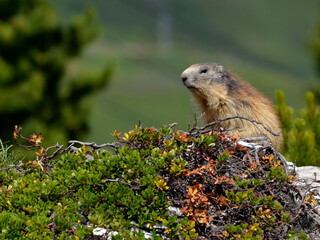 Alpine marmot (Marmota marmota) among the vegetation, in the French Alps, Savoie department at La Plagne