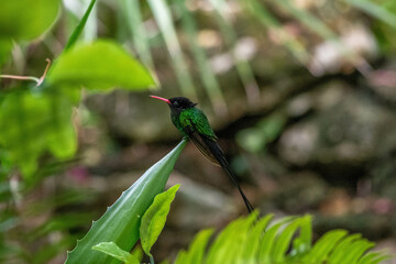 Streamertail Jamaica Hummingbird