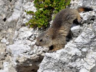 Young alpine marmot (Marmota marmota) descending a rock 
