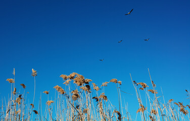 grass and sky