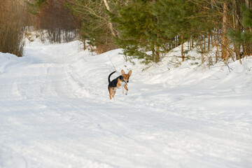 a hound dog puppy in the winter forest on a walk