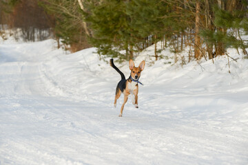 a hound dog puppy in the winter forest on a walk