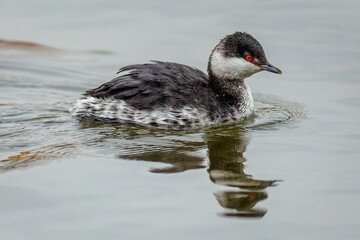 Close up image of the non breeding horned grebe with red eyes swimming in a river. Reflection of the bird in grey water.