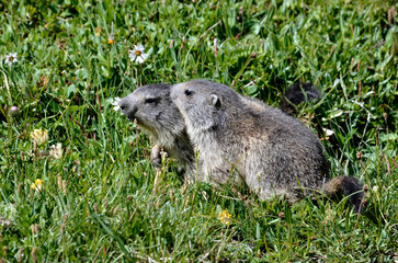 Closeup two young Alpine marmots (Marmota marmota) in grass at La Plagne in the French Alps, Savoie department 