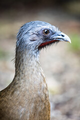 Ortalis is a genus of galliform birds of the family Cracidae commonly called chachalacas or guacharacas.