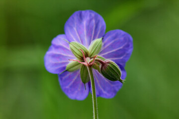 Blooming flower of Geranium pratense also known as Meadow Cranesbill in meadow