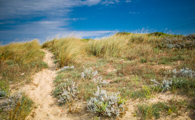 Fototapeta na wymiar Dunes vegetation near the sea on the beach in Italy
