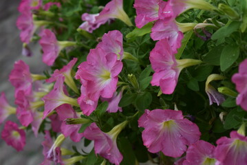 Fototapeta premium belles fleurs violettes 