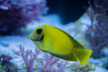 KleinerGelber Acanthurus pyroferus, Doktorfisch beim Schwimmen zwischen den Korallen