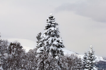 A frosty winter morning in a mountainous area with frozen nature and snow captivity.