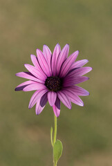 Obraz premium Flower of Trailing African Daisy (Osteospermum fruticosum)