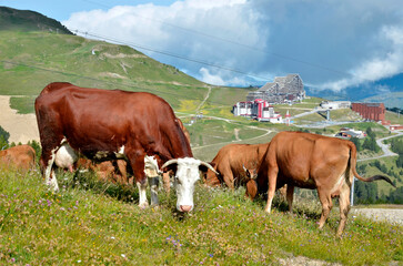 Fototapeta na wymiar Brown cows grazing in the French Alps in Savoie department and the village La Plagne in the background