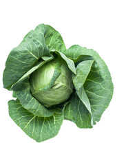 KAPUSTA
Green cabbage isolated on transparent background png