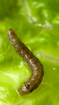 Agrotis ipsilon or black cutworm, greasy worm or black cutworm, of the family Noctuidae, moving on a green lettuce leaf. 4k footage. Vertical.