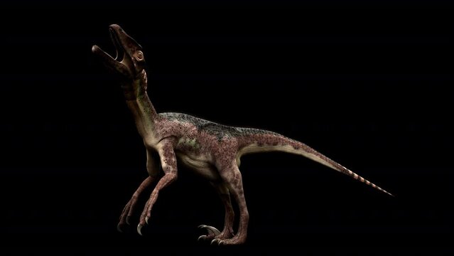Utahraptor Dinosaur 3D Animation With Alpha Video