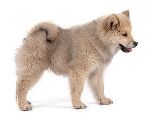 Adorable beige Eurasier puppy