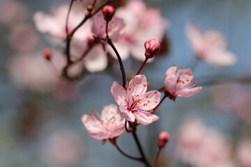 rosa Kirschblüte im Frühling