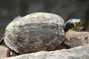 turtle on the rock by the water