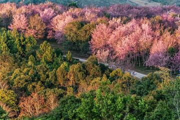 Obraz premium landscape of Beautiful Wild Himalayan Cherry Blooming pink Prunus cerasoides flowers at Phu Lom Lo Loei and Phitsanulok of Thailand