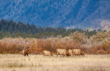 Bull Elk with Cows During the Rut in Wyoming in Autumn