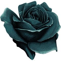watercolor hand drawn realistic black rose