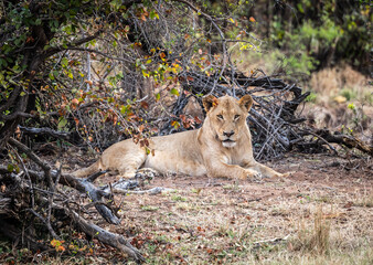 Obraz na płótnie Canvas Young male Lion (Panthera Leo) relaxing in the shadow at Kruger National Park, South Africa