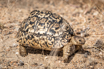Leopard Tortoise (Stigmochelys Pardalis) in Kruger National Park, South Africa