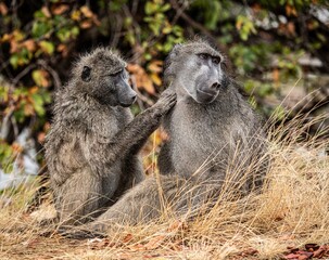 Chacma Baboon - Papio Ursinus - in the Kruger National Park, South Africa