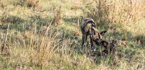 African Wild Dogs (Lycaon Pictus) in Kruger National Park, South Africa