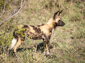 Fototapeta premium African Wild Dogs (Lycaon Pictus) in Kruger National Park, South Africa